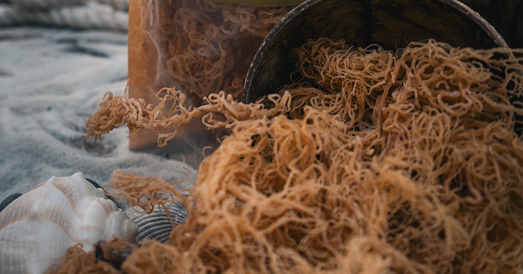 Sea Moss For Lungs