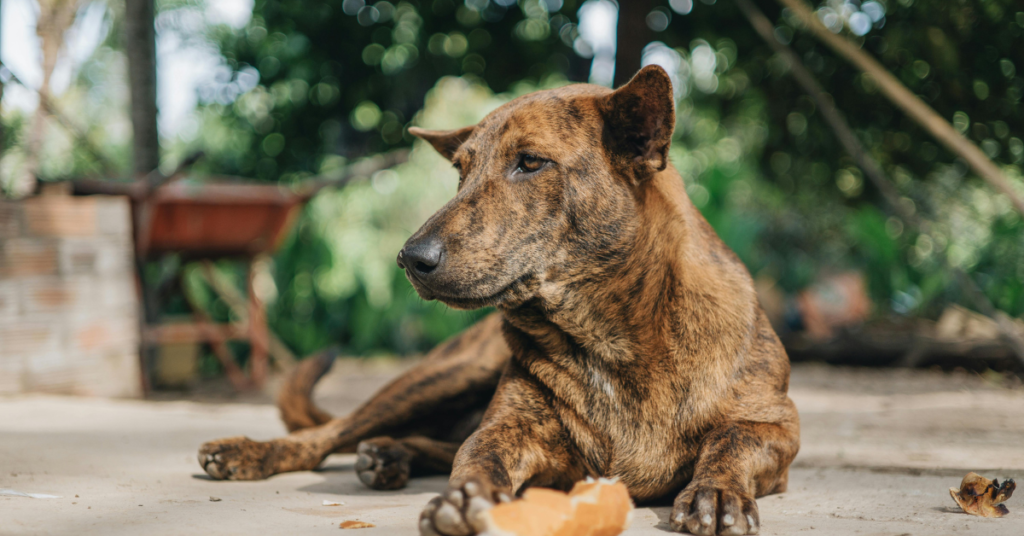 Can Dogs Eat Turmeric?