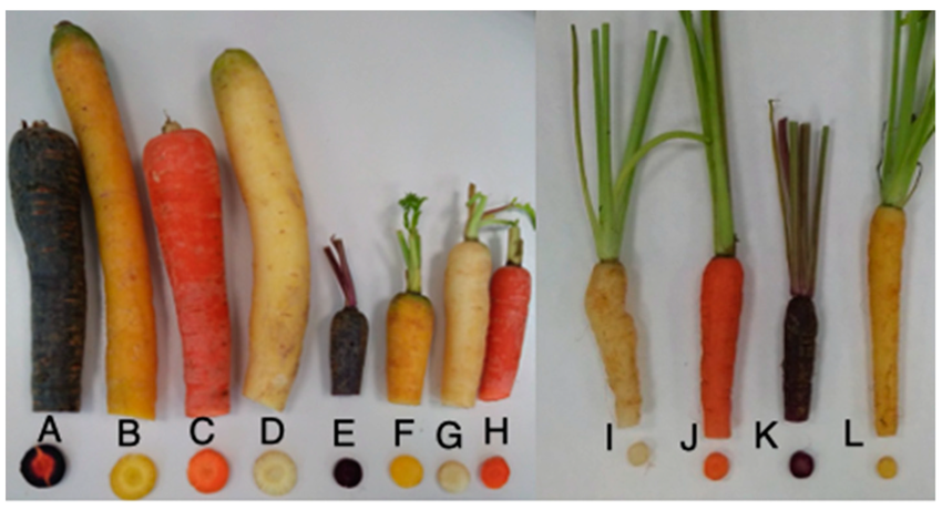 Many Different Options for Carrot