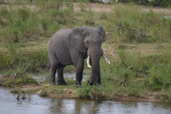 free photo of majestic african elephant in south african wild
