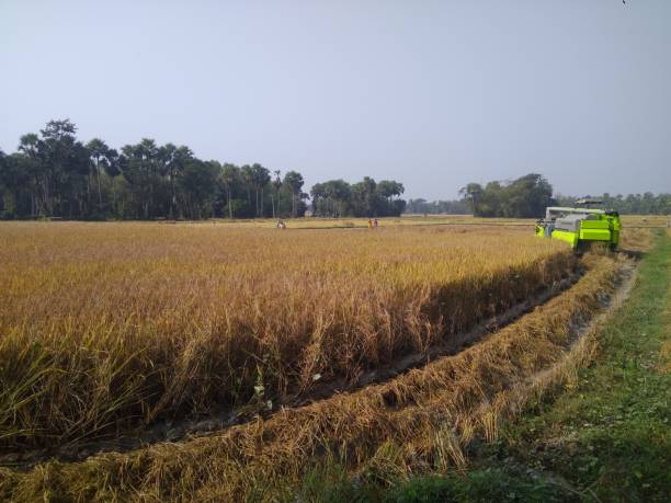 kharif crop