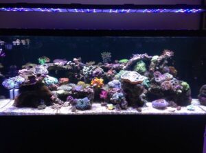 Reef tank maintenance tips