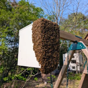Split Beehives