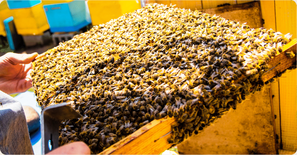 Split Beehives