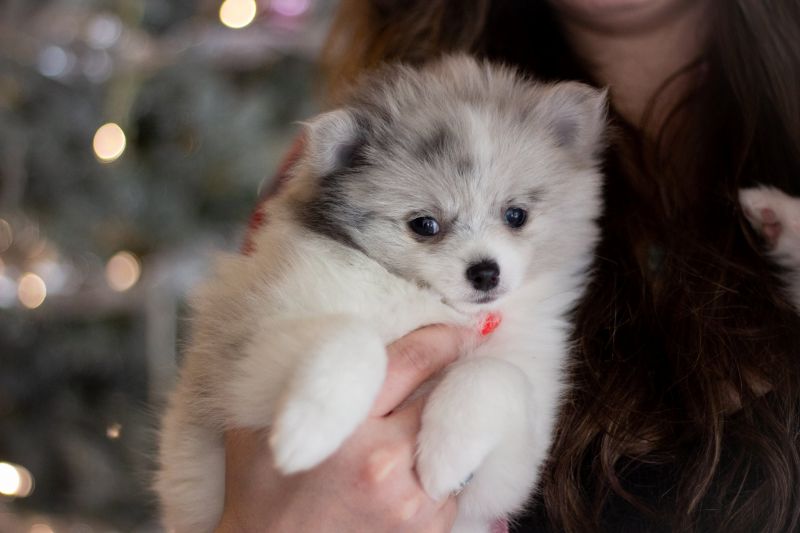 available Pomeranian family puppies